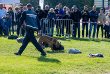 Le travail avec les chiens, impressionnant !